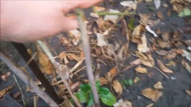 Обрезка малины осенью. Чтобы был большой урожай малины. смотреть онлайн