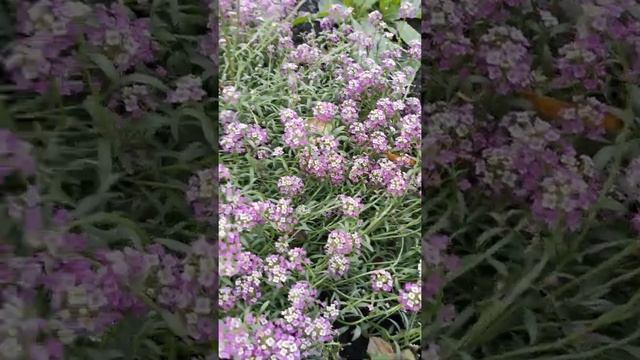 лобулярия цветение 2020год смотреть онлайн