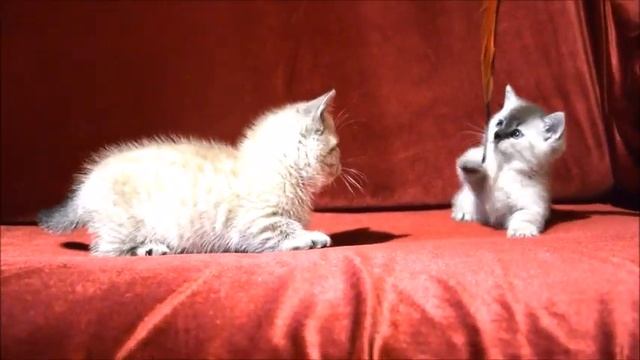 КОТЯТА КОРОТКОЛАПЫЕ МАНЧКИН - ИГРА С ПЕРЫШКОМ смотреть онлайн