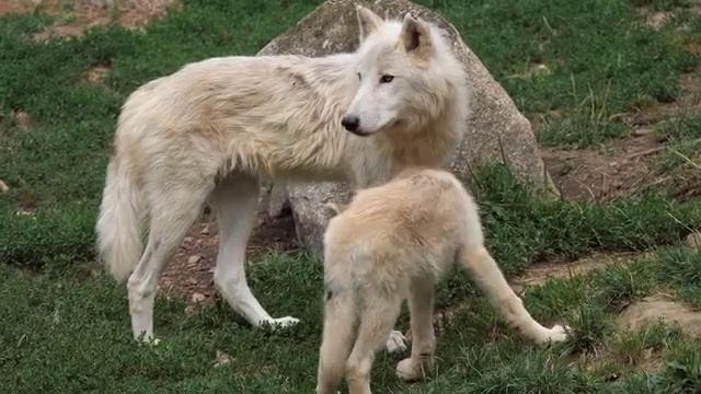 Wolf white wolf wolf cubs смотреть онлайн
