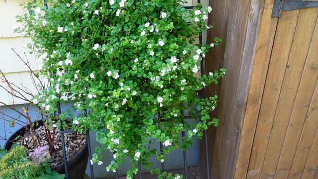 See what quiet role Bacopa (Sutera cordata) plays in my garden. смотреть онлайн