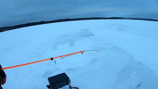 Как МЫ ловим окуня зимой ? Дергаем окуня со льда зимой. Прикормка окуня зимой. смотреть онлайн