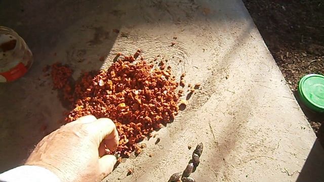 Посадка хурмы , дедовские секреты хурмы с косточки смотреть онлайн