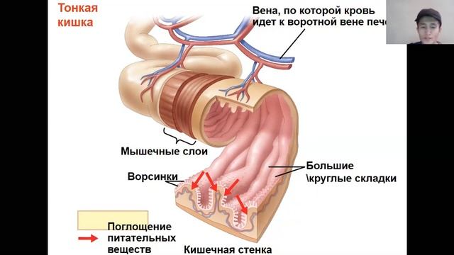 Сабак 4. Тамак синируу системасы.
