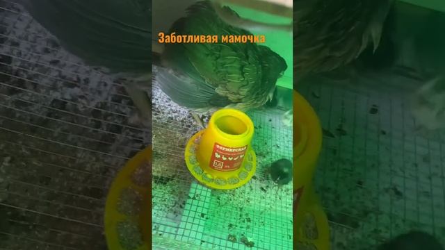 Заботливая мамочка. #экотрадиции #курынесушки #породныекуры #цыплята #араукана #кучинская #мараны смотреть онлайн