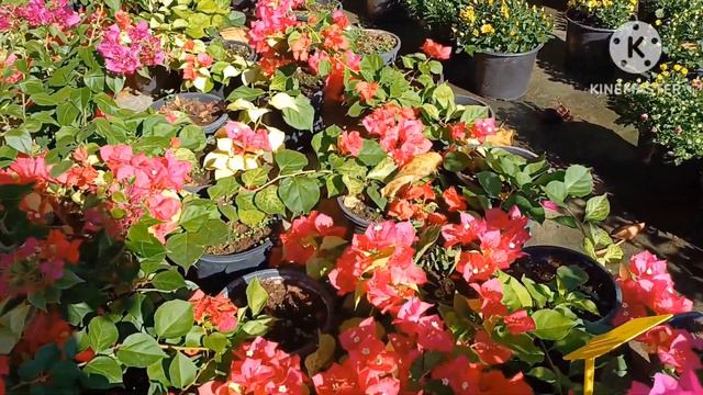 Bougainvillea||Nursery||New Varieties||New Video Edited By KINEMASTER