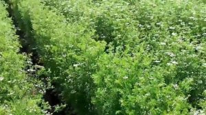 Кориандр посевной селекции НИИСХ Крыма