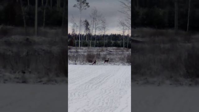 Природа. Дикие животные. Красота. смотреть онлайн