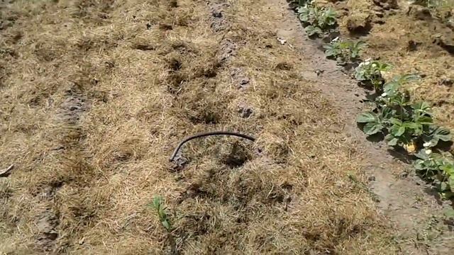 Выращивание арахиса , Брест часть 2 (Беларусь ) смотреть онлайн