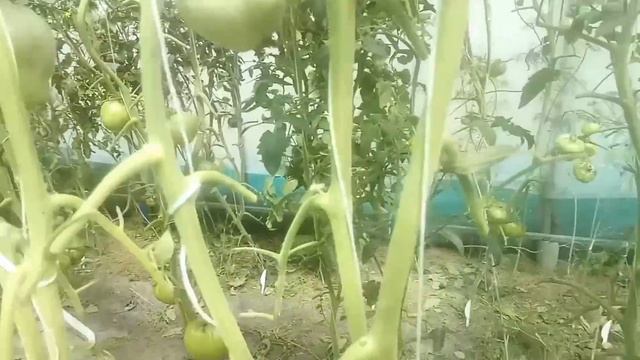 Зачем нужна обрезка листьев и её польза для томатов смотреть онлайн