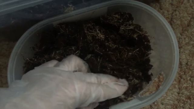 Инкубатор для рептилий своими руками