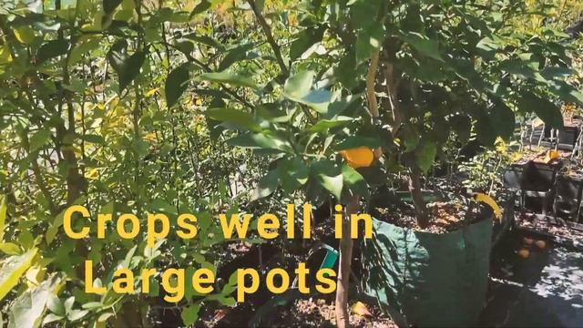 Yuzu - Growing & Eating Yuzu (Grafted) Fruit Trees