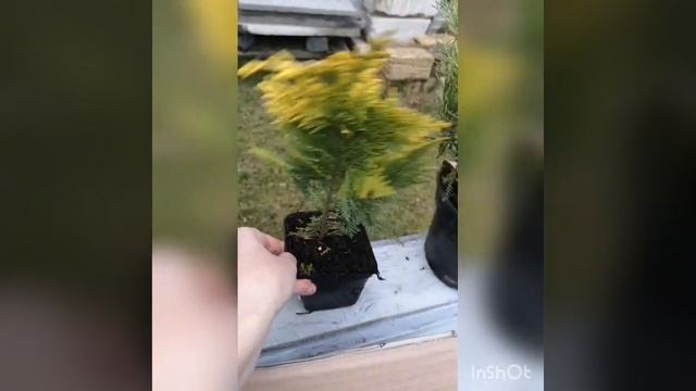 Посылка с хвойными и подарок от садового центра смотреть онлайн