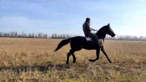 Американский рысак. Иноходец.Спирит впервые рядом с машиной