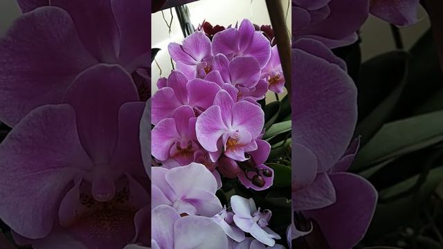 орхидеи#цветение на БИС#для влюбленных в орхидеи смотреть онлайн