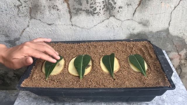 You will be surprised when you propagate Plumeria this way смотреть онлайн