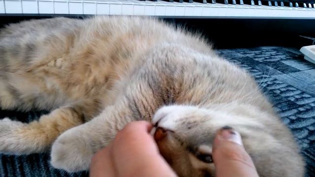 Ты спишь? Кот разговаривает во сне, говорит я сплю VivaVideo.