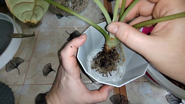 Пересадка алоказий Silver dragon & Black velvet в лечузу пон на фитильный полив смотреть онлайн