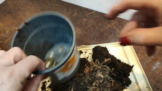 Гиппеаструмы цветут?АХ?.. посадка уцененных гиппеаструмов из Оби 1 серия смотреть онлайн