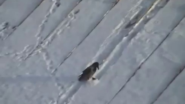 Ворона катается на майонезной крышке смотреть онлайн