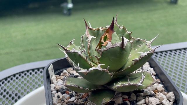 Agave Titanota 逆刺/逆鱗/假螃蟹/烈焰/橙火焰 смотреть онлайн