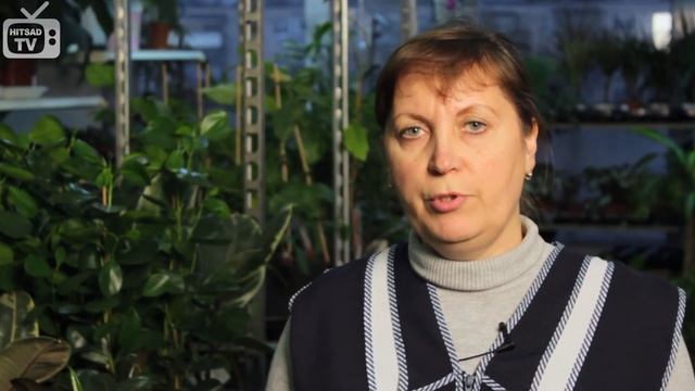 Комнатные цветы зимой ✿ как ухаживать и поливать комнатные растения в холодное время? смотреть онлайн