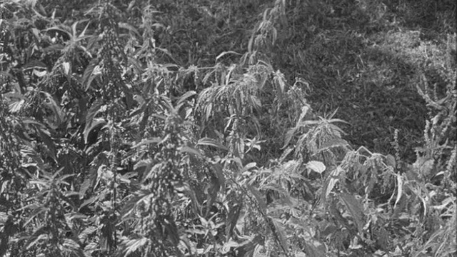 крапива смотреть онлайн