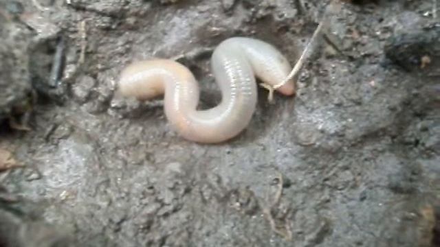 Обычный дождевой червь смотреть онлайн