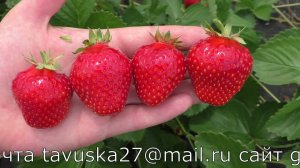 АЛЛЕГРО Ранний десертный сорт клубники