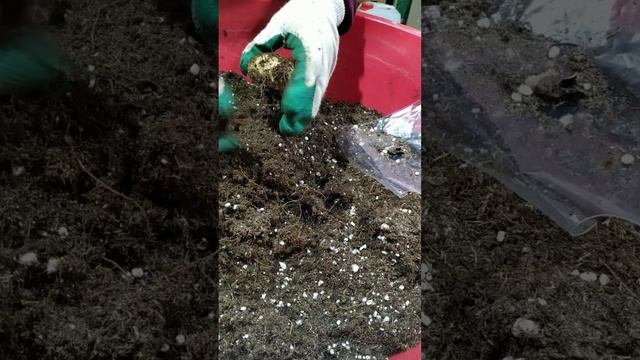 ГЛОКСИНИИ УБИРАЮ НА ОТДЫХ смотреть онлайн