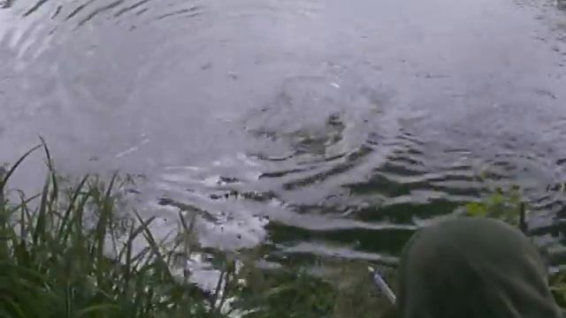 Зеркальный карп (Німеччина) смотреть онлайн