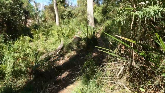 Australia - Dandenong Ranges Part Two Walk 4k Treadmill Video Walk (Summer) ASMR