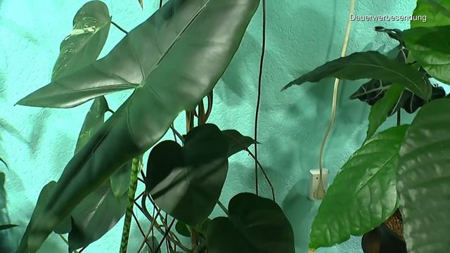 Pflanzen Rundgang durch die Zimmer смотреть онлайн