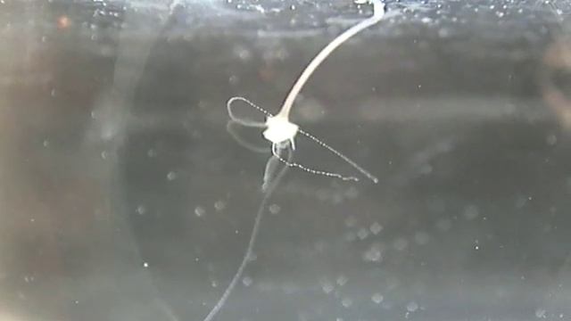 hydra catches water flea смотреть онлайн