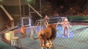 В цирке львы и тигры напали на человека