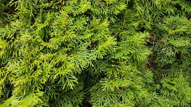 Разноцветная туя / красивый сад смотреть онлайн