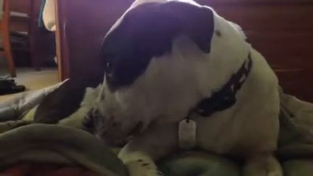 Camera Shy Dog Bongo смотреть онлайн