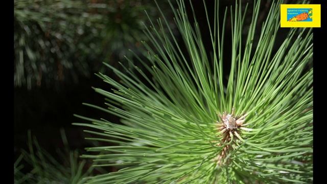 как снизить последствия после химиотерапии и облучения смотреть онлайн