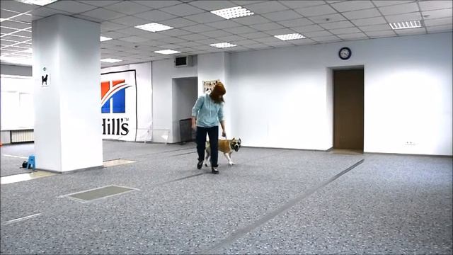 Шаронова Виктория и Американский стаффордширдский терьер Рок. Открытый класс смотреть онлайн