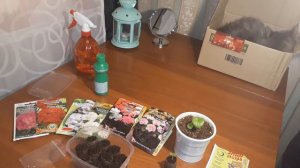 Посев пеларгонии в торфяные таблетки