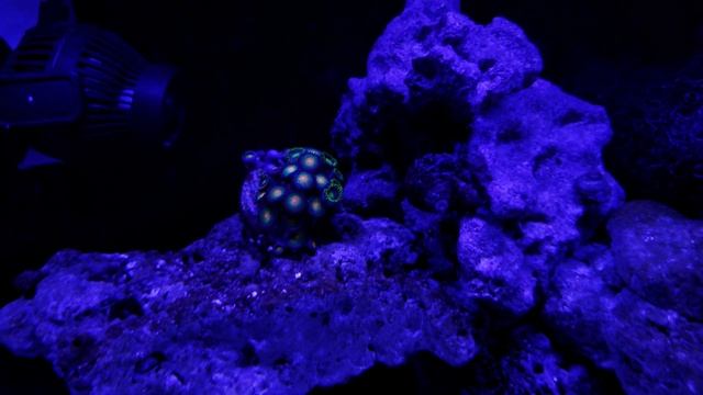 Night time in my C-vue 40 reef tank. смотреть онлайн
