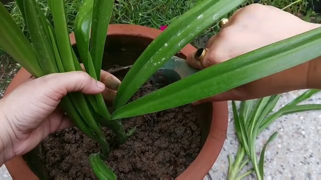 Main entrance lucky plants #vastu friendly plants#crinum lily #sudarshan plants #crinum latifolium смотреть онлайн