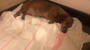 Как определить что собака скоро будет рожать? Подготовка к родам