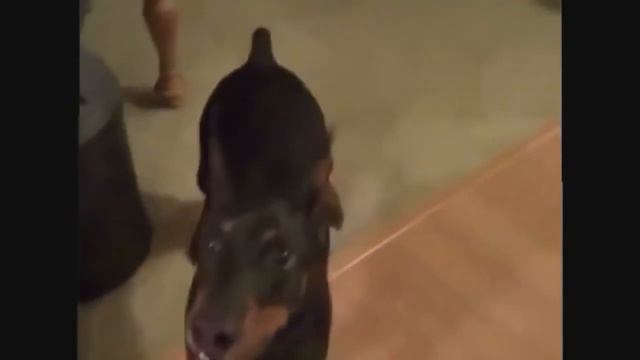 Как пес собираетса на дачу хахах ролик вишел удаачним смотреть онлайн