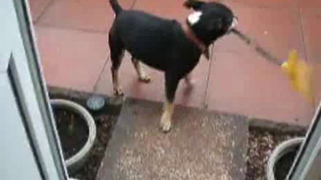 Собака в недоумении смотреть онлайн