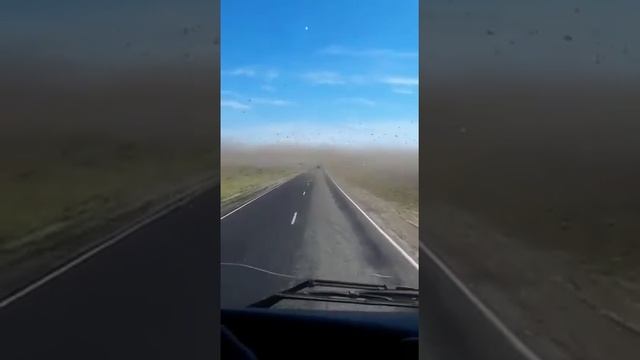 Саранчовая облако смотреть онлайн