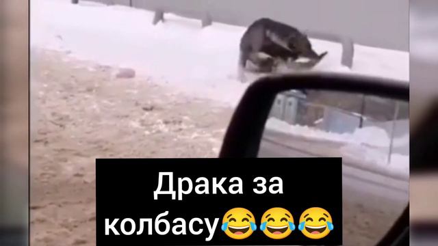 СМЕШНЫЕ МИЛЫЕ ЖИВОТНЫЕ смотреть онлайн