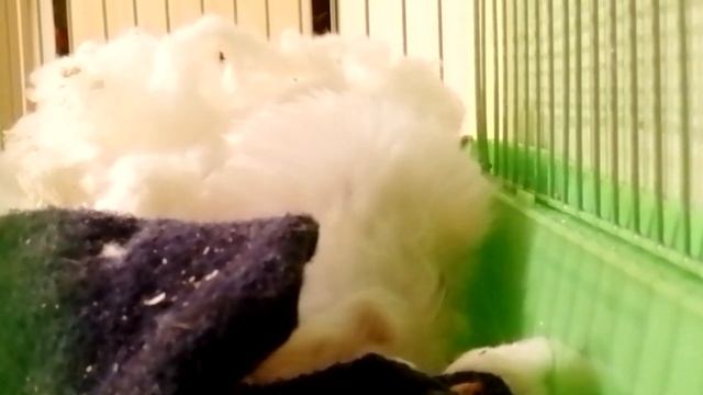 ГИМНАСТ ХОМЯЧОК КУВЫРОК ДЕЛАЕТ.................. смотреть онлайн