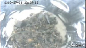 Фильтр скважины изнутри. Пескующая скважина.