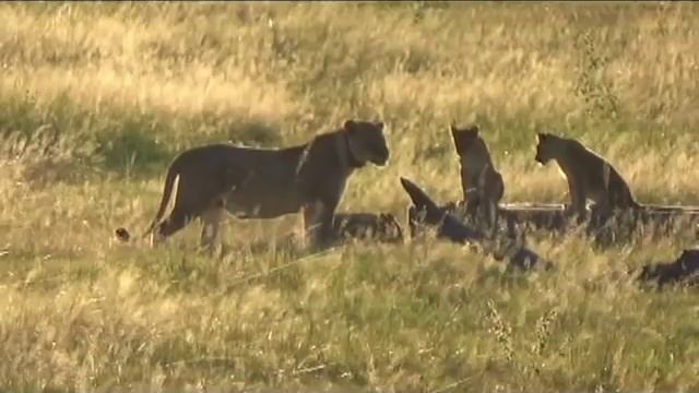 Hippo provokes 9 LIONS смотреть онлайн